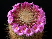 Thumbnail of 1975_Mammillaria crassior_20190505_01(1).JPG